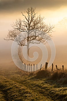 Lone tree in the light of a misty winter morning