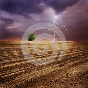 Lone tree and lightning photo