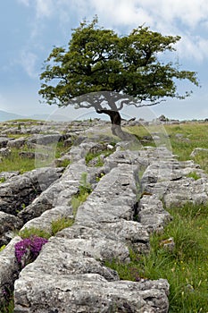 Lone tree with Limestone pavement