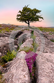 Lone tree and Limestone pavement in Yorkshire Dales