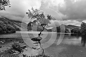 The Lone Tree - Llanberis North Wales UK