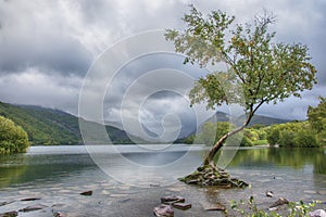 The Lone Tree - Llanberis North Wales UK