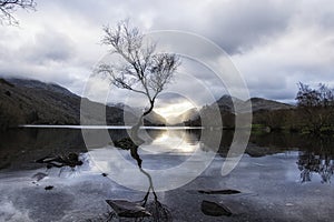 The Lone Tree - Llanberis North Wales UK