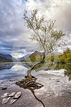 The Lone Tree - Llanberis North Wales UK