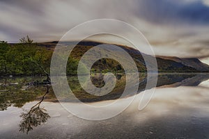 The Lone Tree - Llanberis North Wales UK