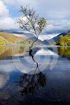 Lone Tree at Llanberis, Snowdonia National Park - Wales,United Kingdom