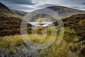 Lone tree in Loch Skeen