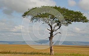 Lone tree with lone bird in savannah