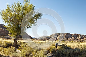 Lone tree lonely desert hills sage brush landscape