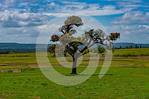 Lone tree with lush green field of grass blue sky with white clouds