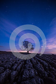 Lone Tree at Malham by night