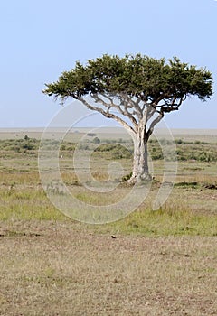 Lone tree in the Mara, Kenya