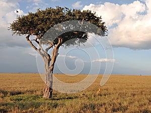 Lone tree in Masai Mara