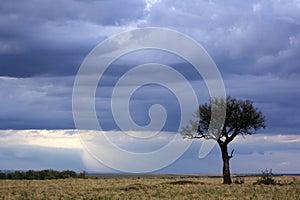 Lone tree in Masai Mara