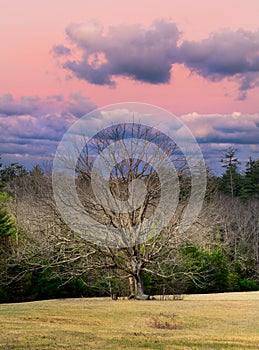 Lone tree in a meadow under a dramatic sky