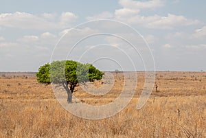 Lone tree at midday in Kruger National Park in South Africa photo