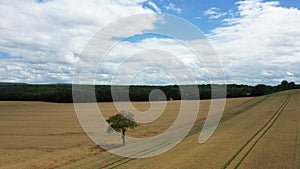 A lone tree in the middle of the French countryside after the harvest