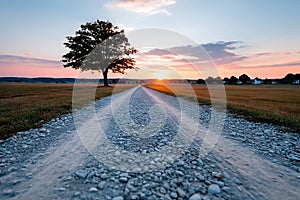 A lone tree in the middle of a gravel road at sunset