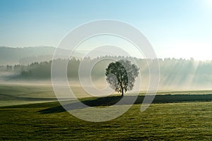 A lone tree in the middle of a meadow in a European countryside morning, the background is pine trees