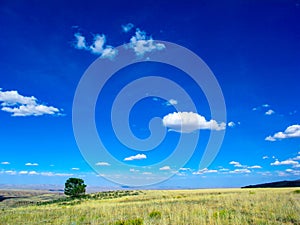 Lone Tree on Middle Mountain in Northwest Colorado