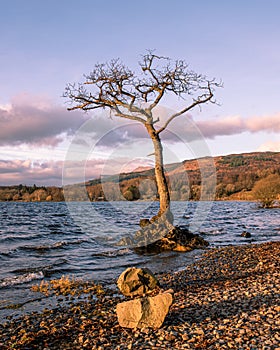 The lone tree at Milarrochy Bay