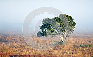 Lone tree in mist