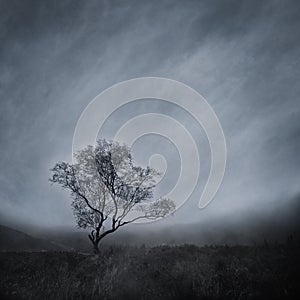 Lone Tree in a Misty Landscape