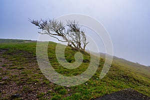 A lone tree in a misty landscape. Picture from Kullen nature reserve, Scania, Sweden