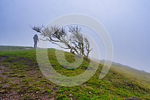 A lone tree in a misty landscape. Picture from Kullen nature reserve, Scania, Sweden