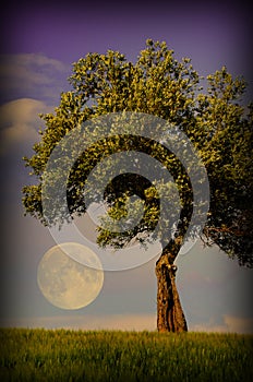 Lone tree and moon