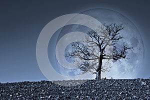 Lone tree with moon on background - image with element furnished