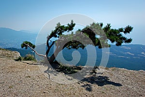 Lone tree in mountain