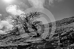 Lone tree on mountain side