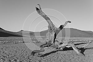 Lone tree in the Namib Desert