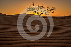 Lone tree in the Namib desert of Namibia