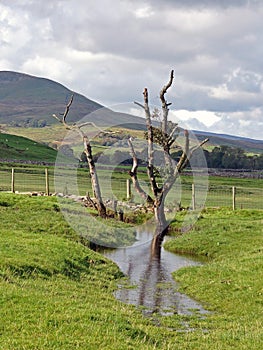 A lone tree near Hawes village in the Yorkshire Dales