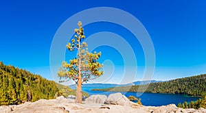 Lone Tree near Lake Tahoe California