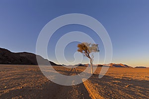 Lone tree next to jeep tracks