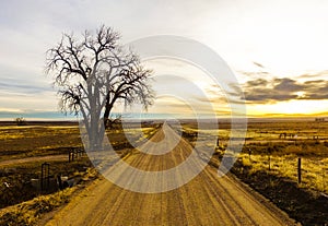 Lone tree next to weld county colorado country dirt road