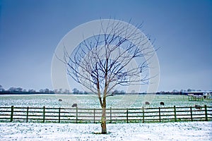 Lone tree next to a wintery field with black sheep