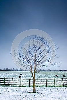 Lone tree next to a wintery field with black sheep