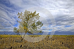 Lone tree at Ninepipes are in Montana