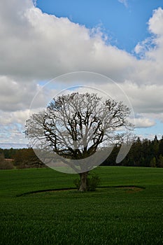 Lone tree with no leaves in countryside in England under blue sky with clouds