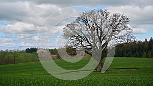 Lone tree with no leaves in countryside in England under blue sky with clouds