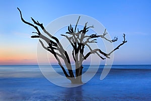 Lone Tree in Ocean Edisto Island South Carolina Botany Bay