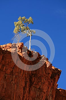 Lone Tree - Ormiston Gorge, Australia