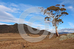 Lone Tree in the Orroral Valley - Canberra