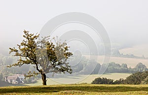 Lone tree overlooking a misty valley in autumn