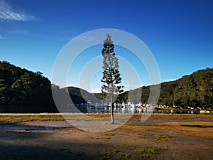 A lone tree in the park with beautiful background of mountains, trees and boats on water