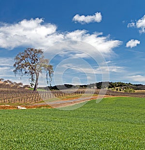 Lone Tree in Paso Robles Wine Country Scenery
